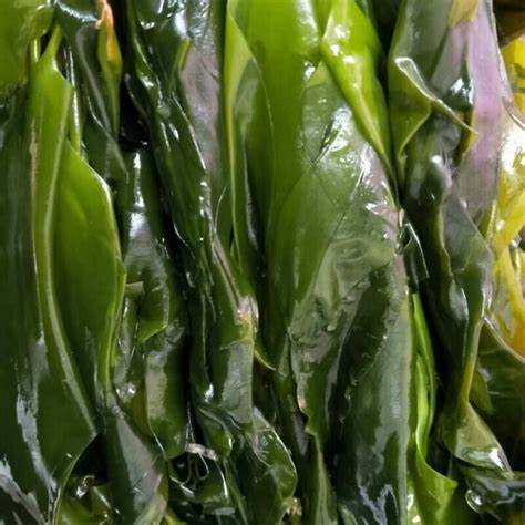 Jinhailin széles levelű moszatszeletek