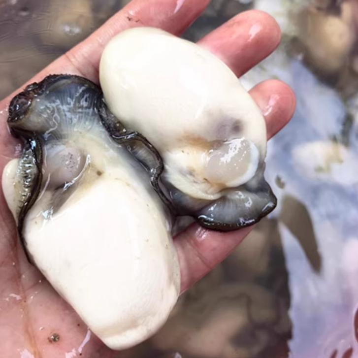 Seastory Fagyasztott osztriga , IQF 454g