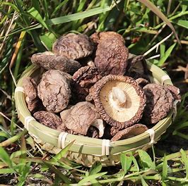 HEGYEK Tung Ku gombák 50g (MOUNTAINS Tung Ku Mushrooms)