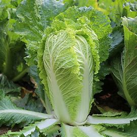 Kínai káposzta(Chinese Cabbage) 1db