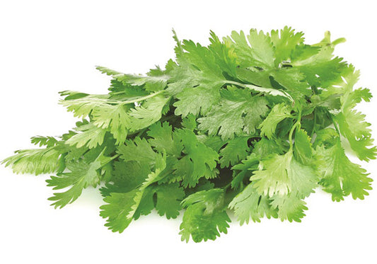 Coriander