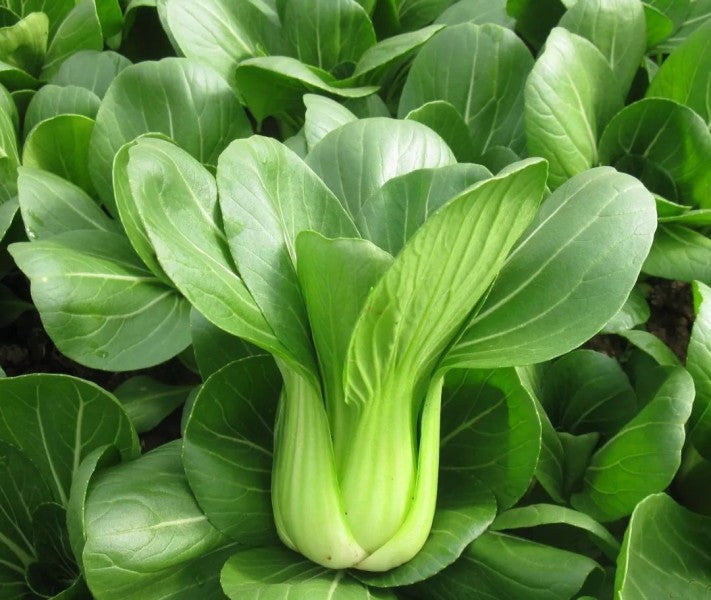 bok choy 300-500g