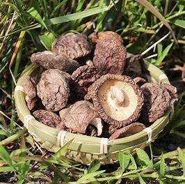 HEGYEK Tung Ku gombák 50g （MOUNTAINS  Tung Ku Mushrooms）